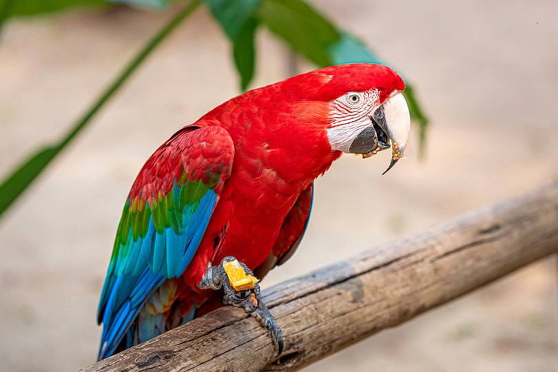 लाल और हरे रंग का एक प्रकार का तोता एक बाड़ पर बैठे भोजन कुतरना