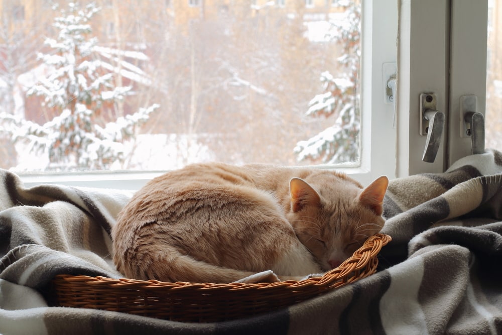 red cat sleeping in basket near winter window