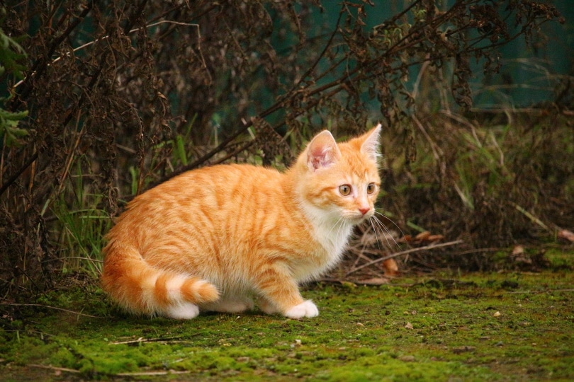 red tabby cat outdoor