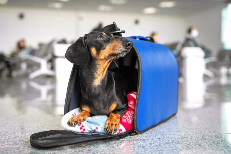 black and tan dachshund in airport carrier