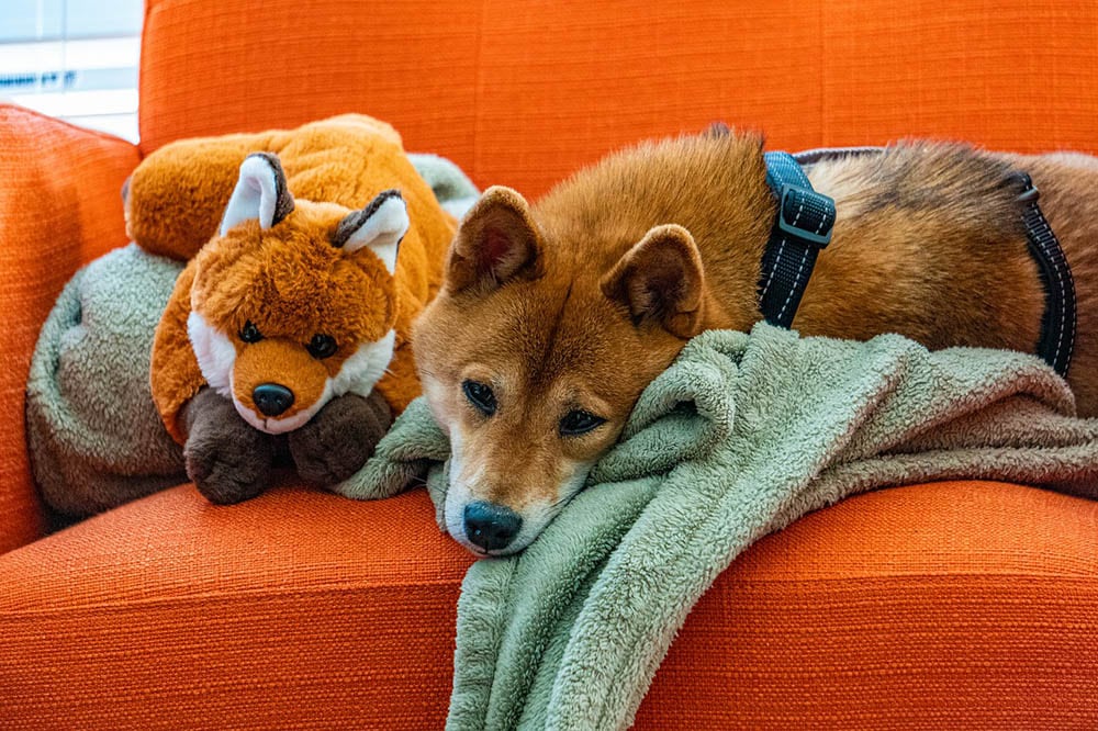 shiba inu with its blanket and toy