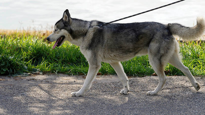 siberian husky on a leash walking outdoor