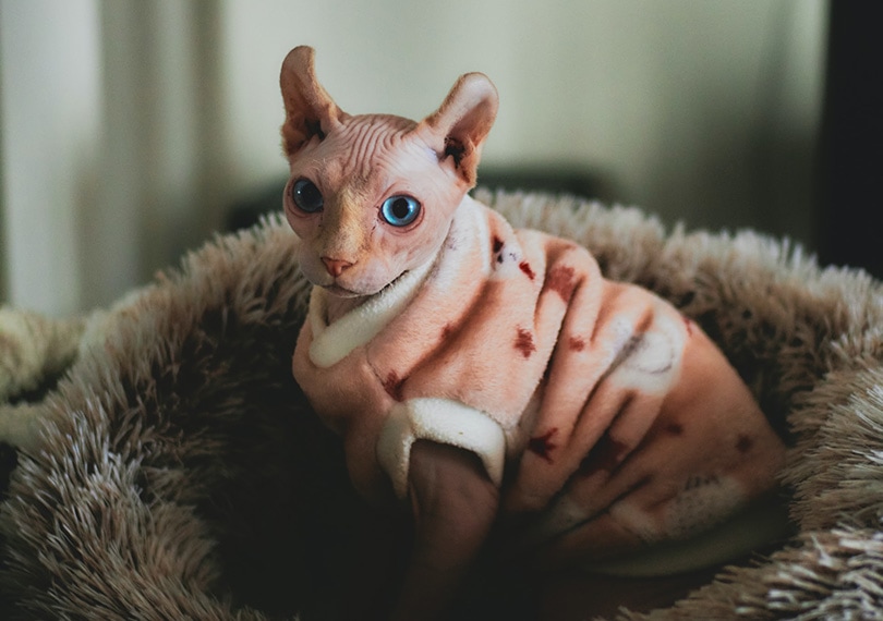 स्फिंक्स बिल्ली स्वेटर में बिल्ली के बिस्तर पर बैठी है