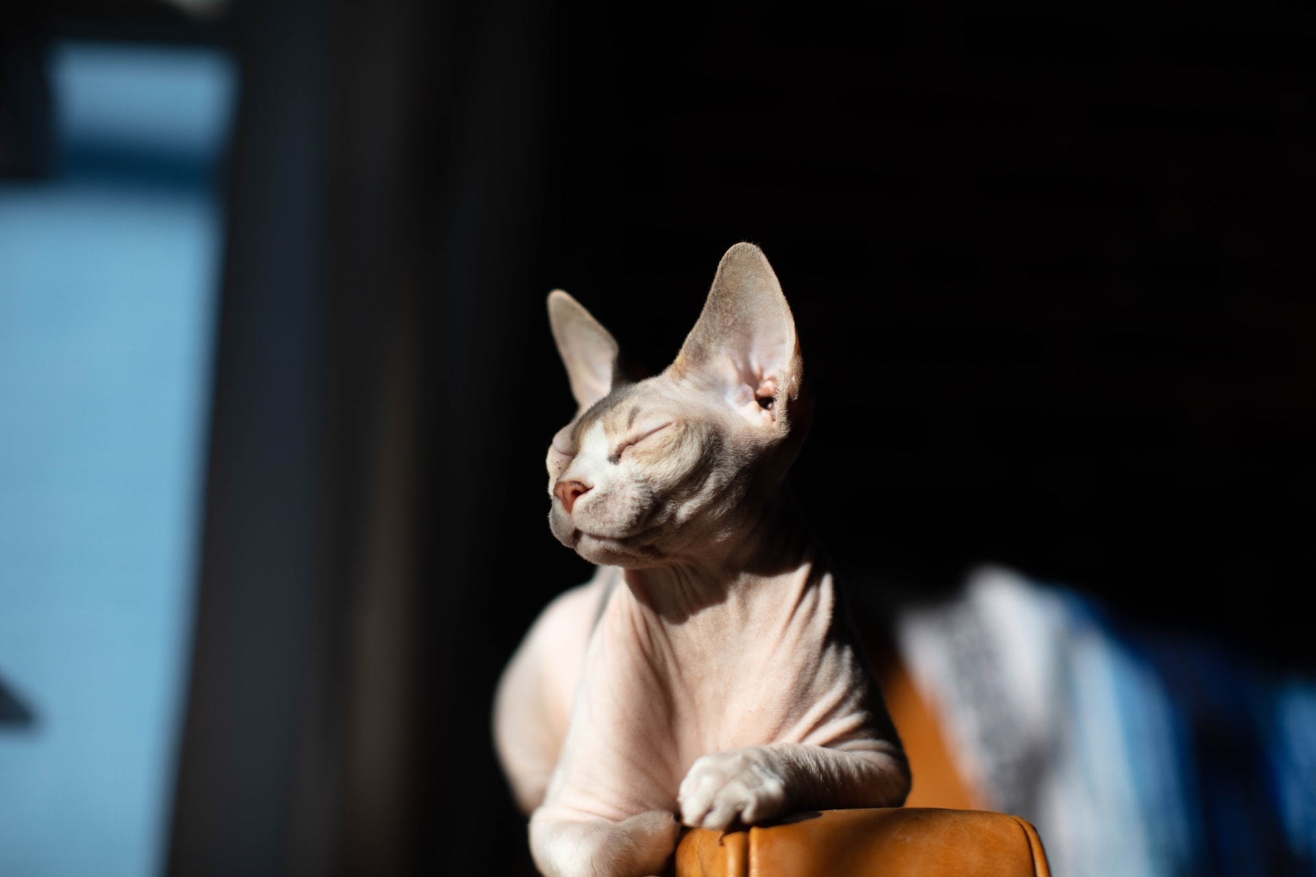 स्फिंक्स बिल्ली सूरज की गर्मी में सोफे की बांह पर लेटी हुई है