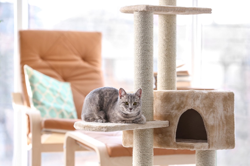 tabby cat on a cat tree in a room