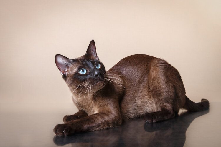 tonkinese cat with blue eyes