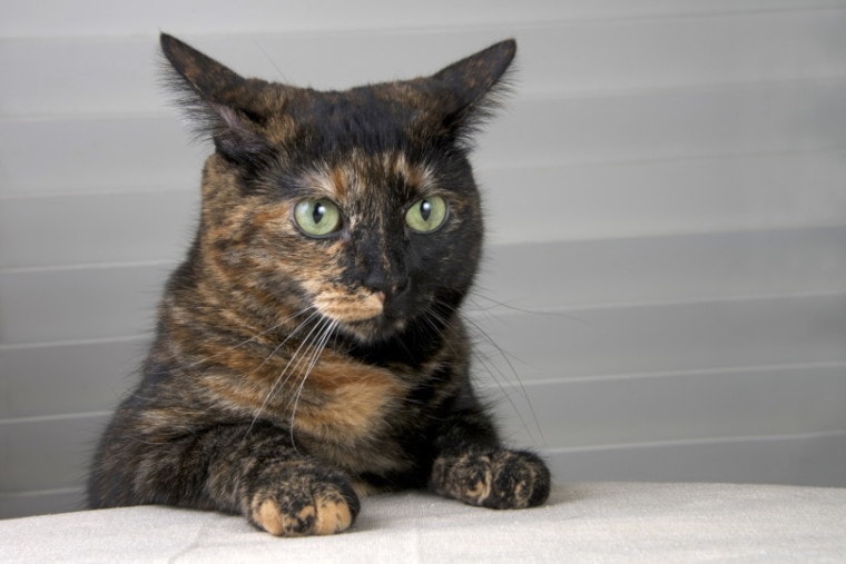 10 Fascinating Facts about Tortoiseshell Cats You Never Knew | Pet Keen