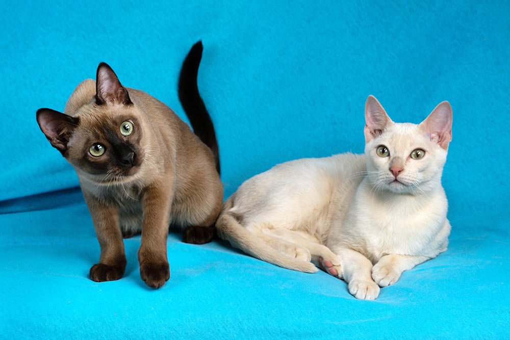 two tonkinese cats on blue background