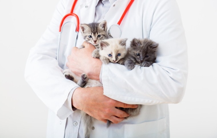 vet. holding kittens