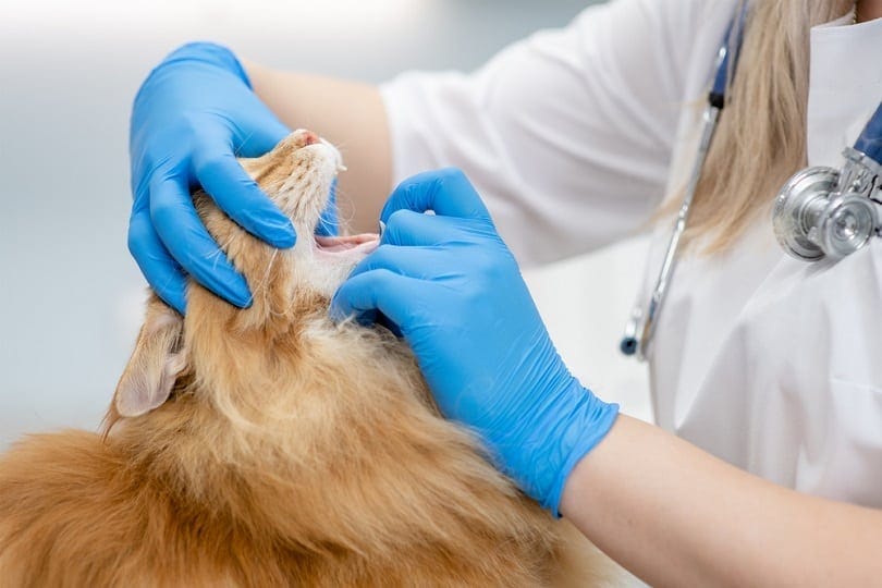 पशु चिकित्सक मेन कून बिल्ली के मुंह की जाँच करता है
