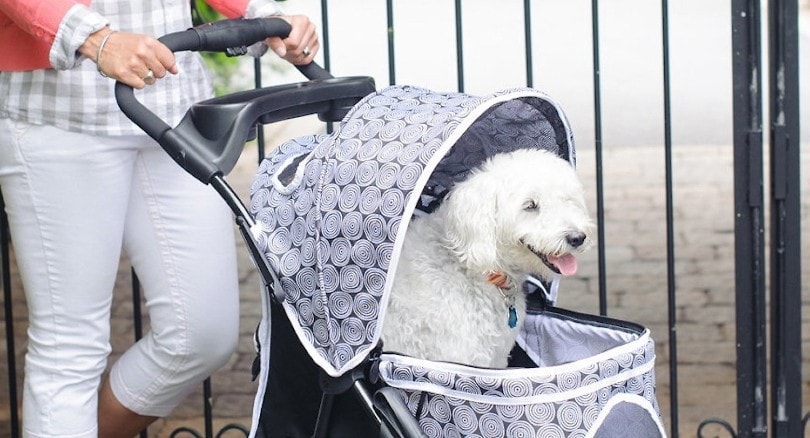 white dog in a stroller