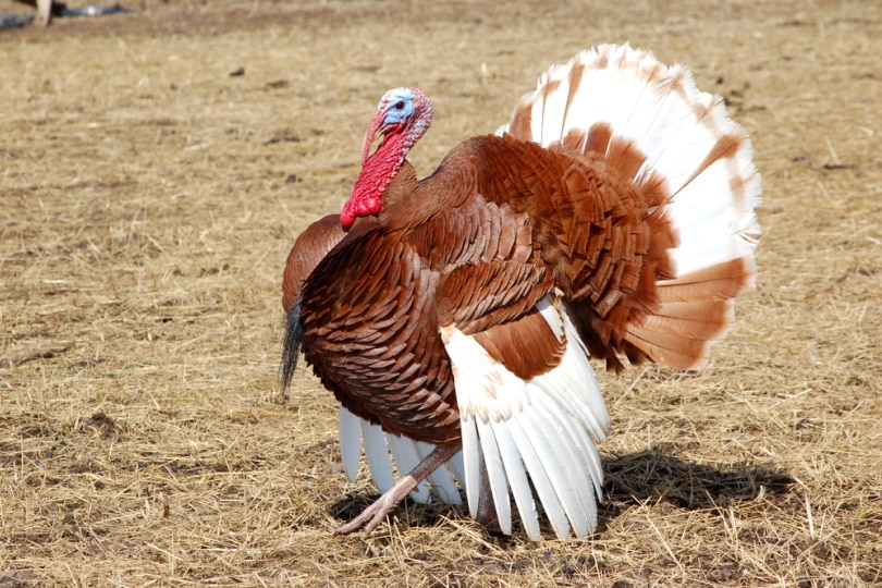 Bourbon Red Turkey: Facts, Uses, Origins Characteristics (with Pictures) | Pet Keen