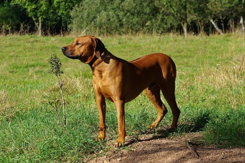 Rhodesian Ridgeback dog outdoors