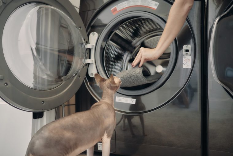 Sphynx cat laundry washing machine hepper nest liner