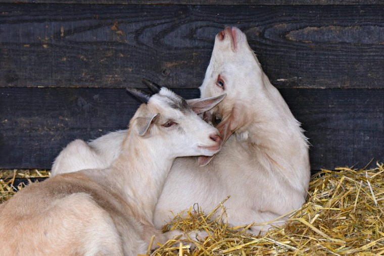 Two white goats lying in fresh hay
