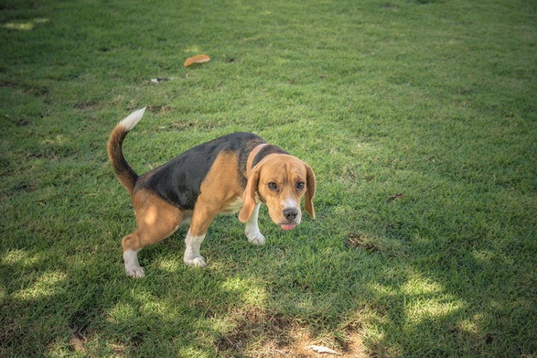 a beagle dog peeing on grass