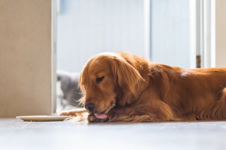 a golden retriever dog licking its paw inside the house