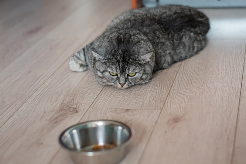 an old cat is depressed and sad, does not want to eat its food