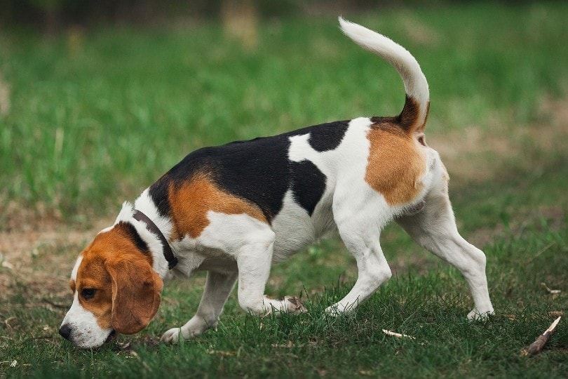 15 Best Hunting Dog Breeds (with Pictures) | Pet Keen