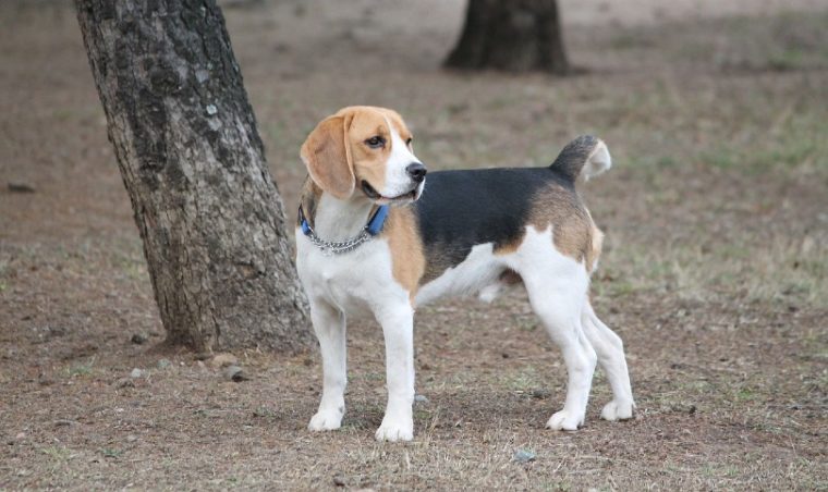 beagle with blue collar outside in the woods