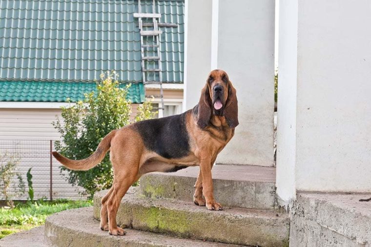 bloodhound on the porch