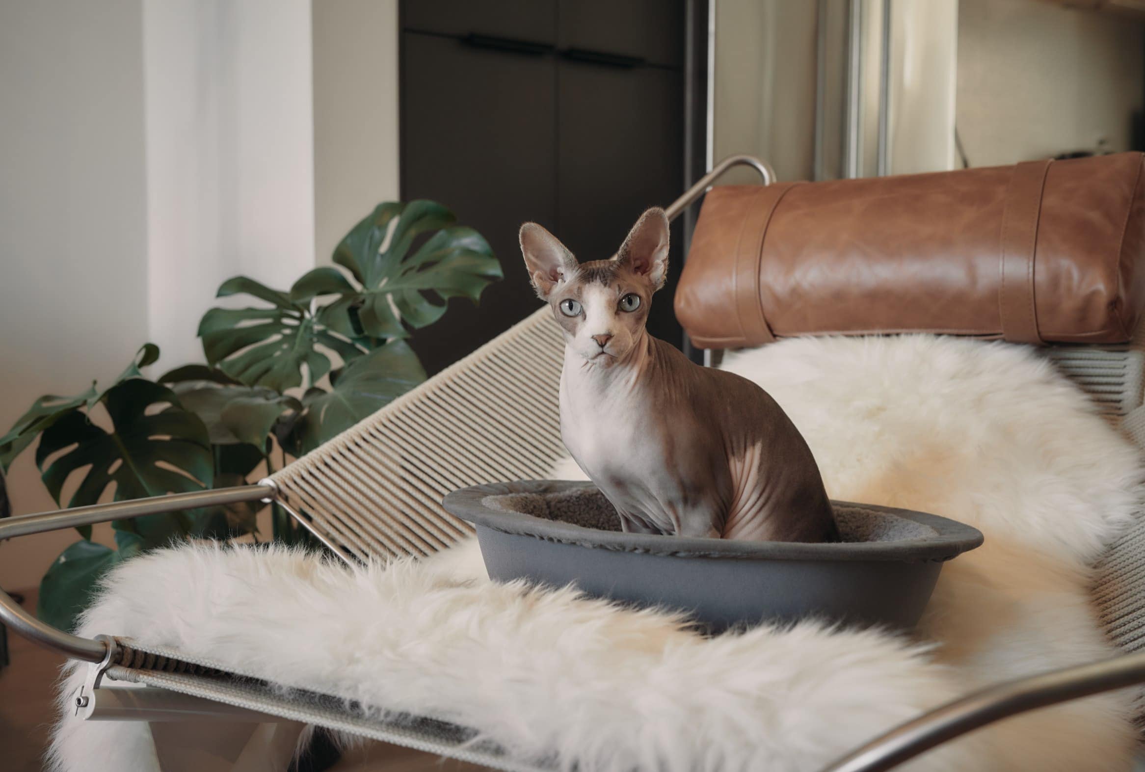 blue eyed sphynx cat in hepper nest bed on chair