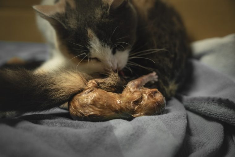 calico cat gave birth to kitten