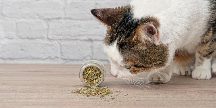 Can Kittens Have Catnip? How Old Should A Cat Be? (Vet Answer)
