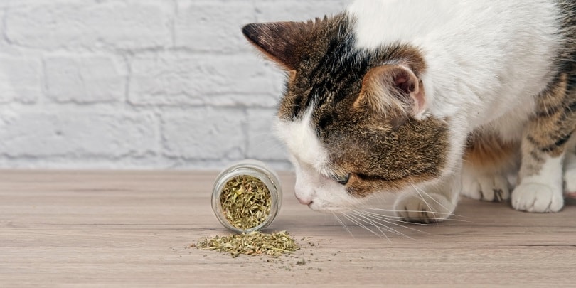 cat sniffing dried catnip