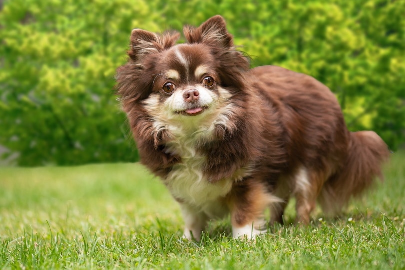 chihuahua dog standing on the grass