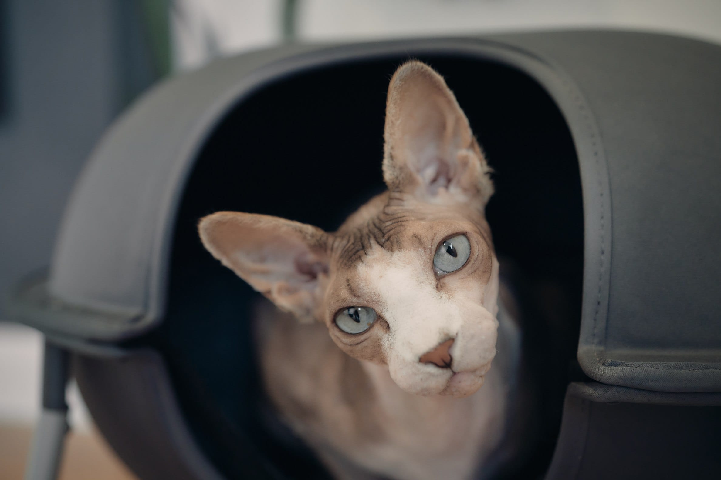 close up blue eyed hairless sphynx cat hepper pod bed