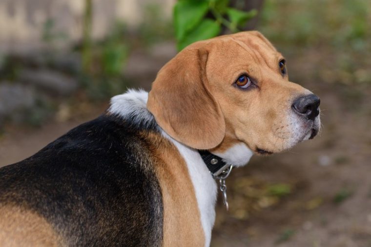 close up of a beagle dog wearing a black collar