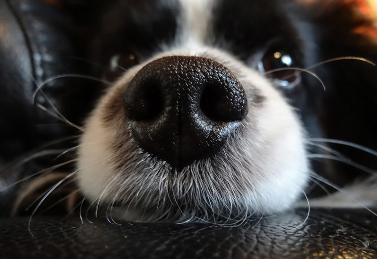 close up of a black and white dog's wet nose