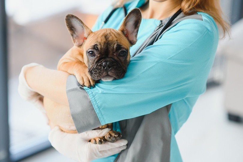 close up of french bulldog dog being held by veterinarian doctor at vet clinic