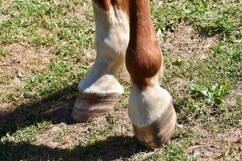 close up of horses hooves
