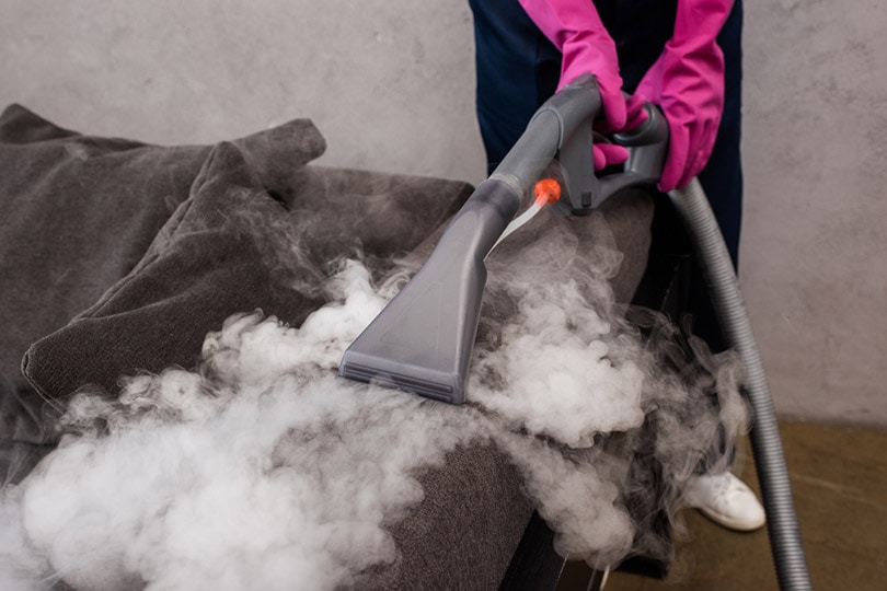 cropped cleaner in rubber gloves using vacuum cleaner with hot steam on couch