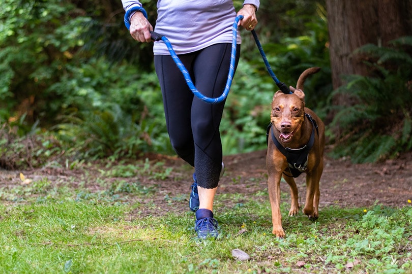 mujer recortada corriendo por un camino en el bosque con su perro enérgico en un arnés y correa