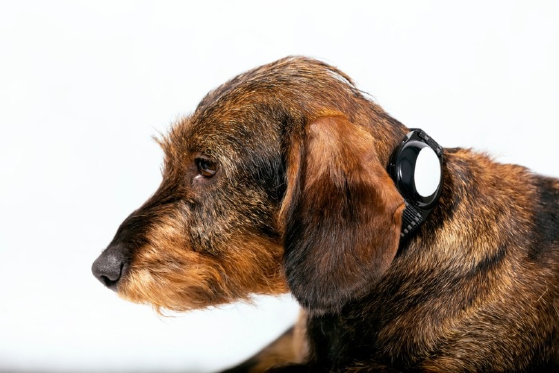dachshund dog with electronic collar