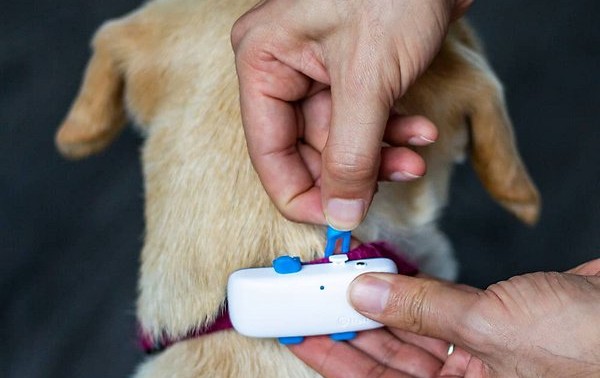 dog collar with GPS tracker