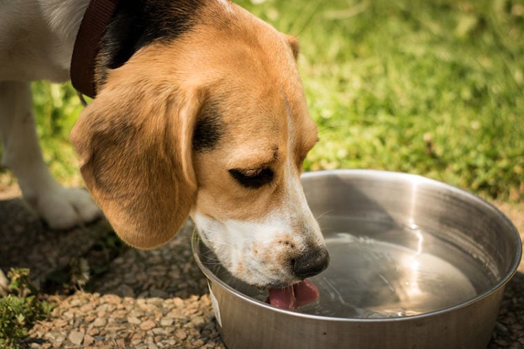 dog drinking water from a metal bowl