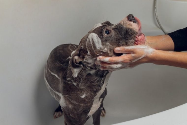 dog owner giving pet pitbull a bath