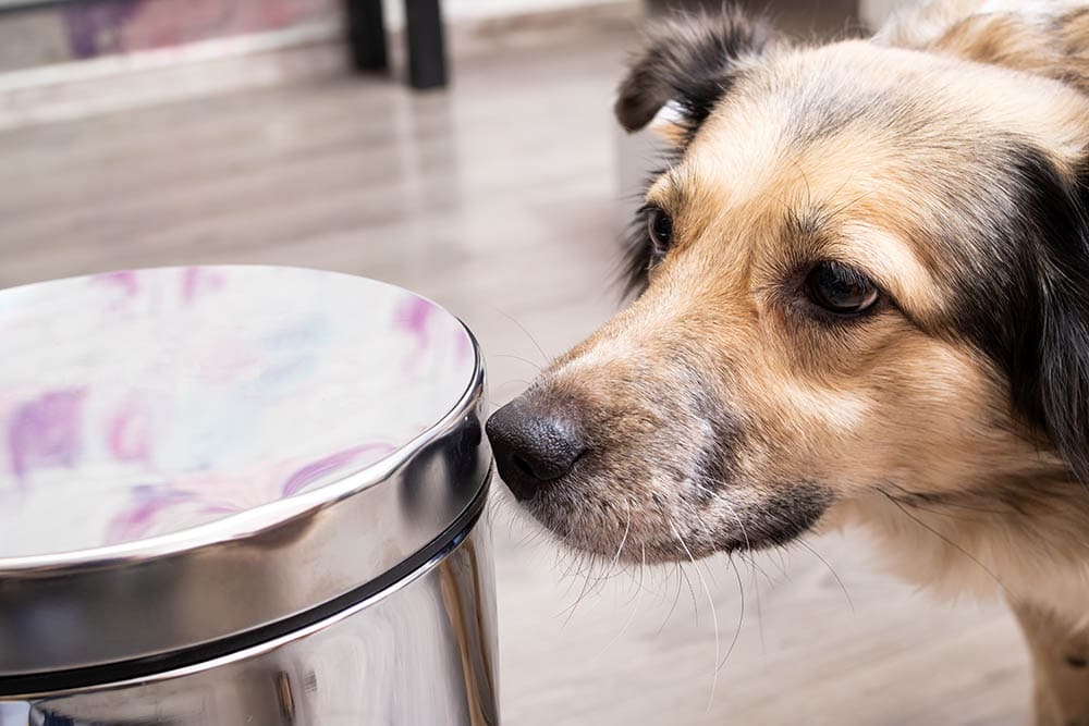 Dog sniffing metal trash can