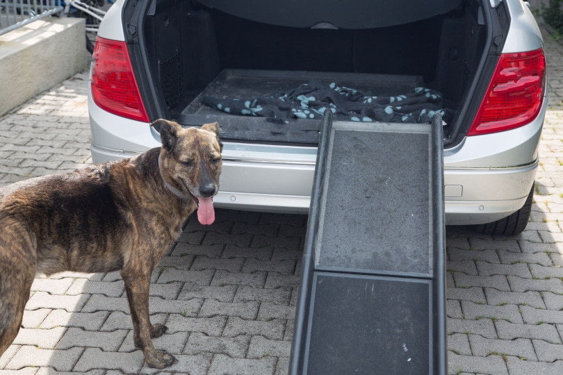 dog with car ramp