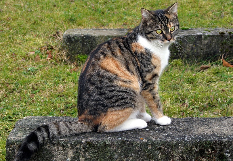 european shorthair cat sitting on rock