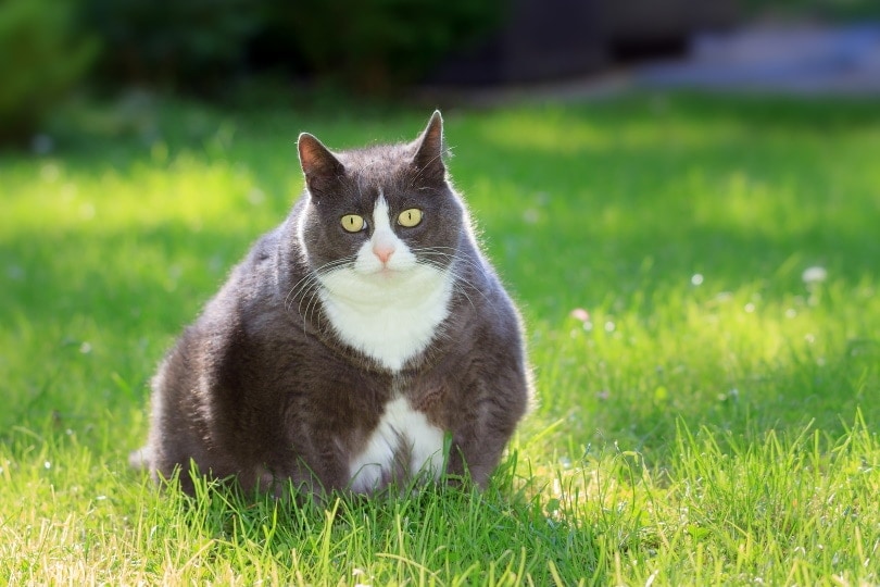жирный кот сидит на траве