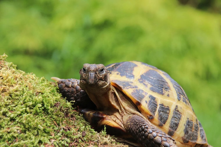 Female Russian tortoise on moss covered rock