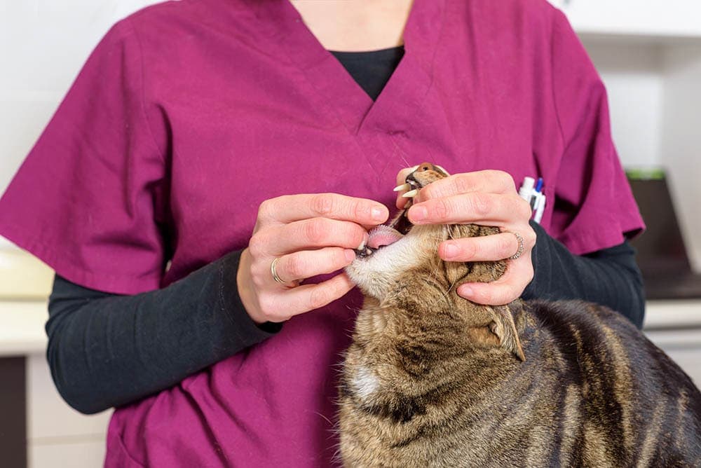 Veterinaria obligando al gato a tomar una pastilla