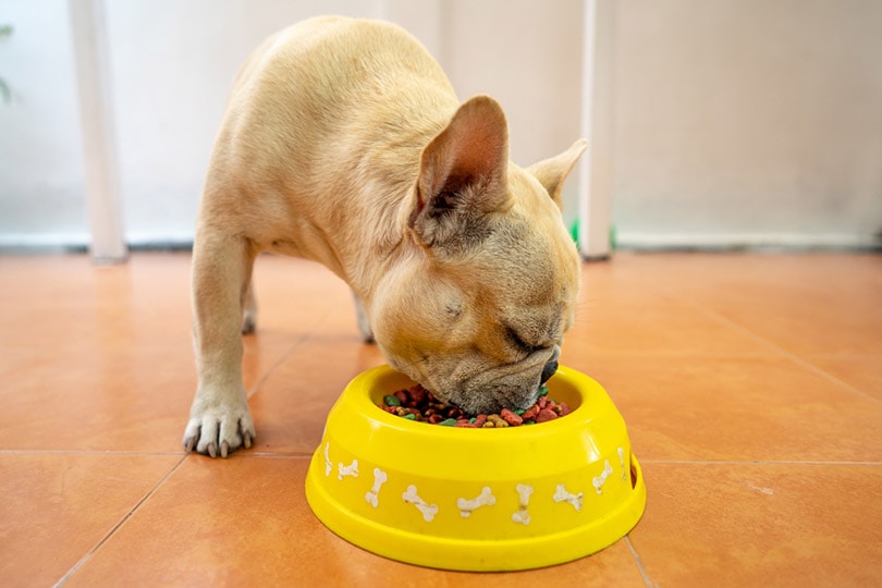 french bulldog eating food from bowl