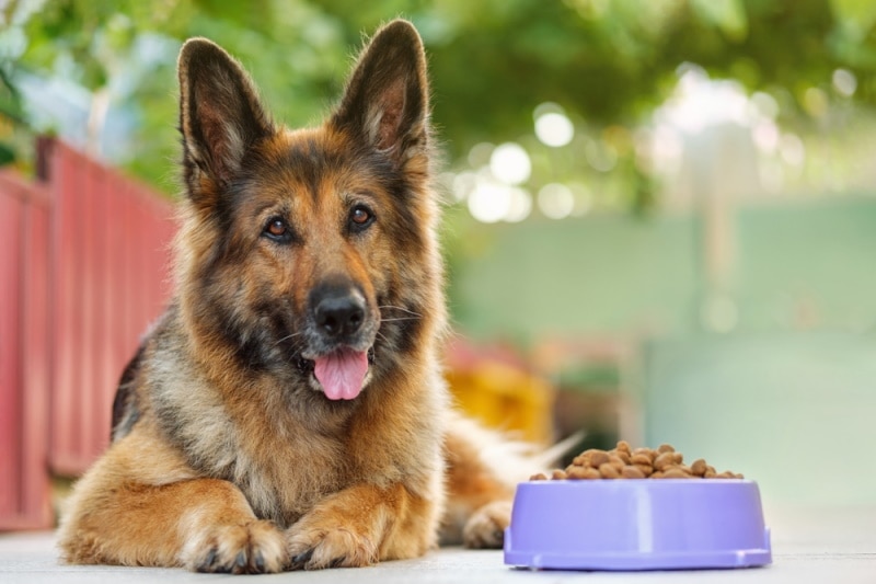 german shepherd dog lying near food bowl