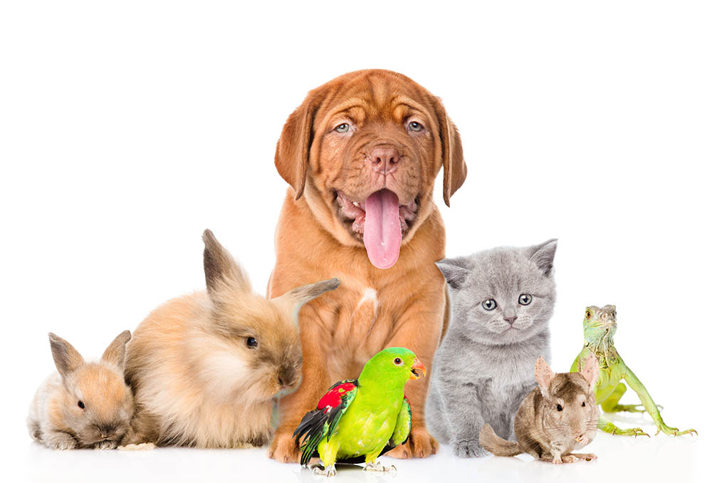 group of pets on white background